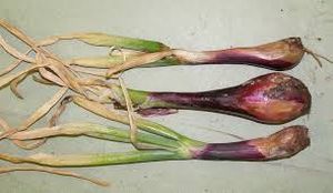 uploads/images/disease/Basal rot of onion_result.jpg